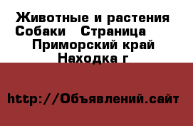 Животные и растения Собаки - Страница 12 . Приморский край,Находка г.